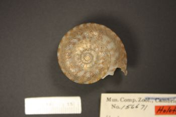 Media type: image; Malacology 156671 Description: dorsal view of 156671_Helix_napensis;